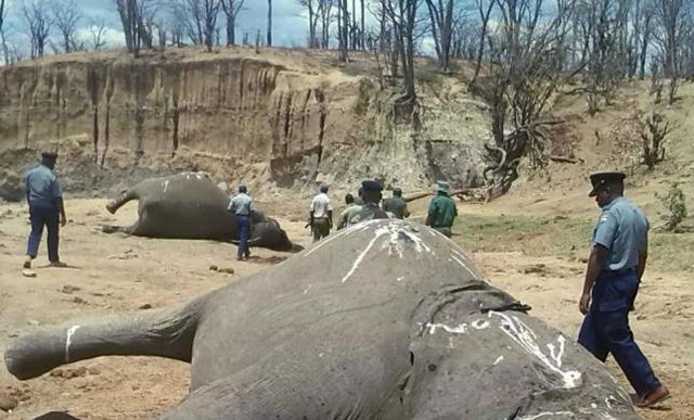 a group of elephants believed to have been killed by poachers lie dead at a watering hole in zimbabwe 039 s hwange national park october 26 2015 photo reuters