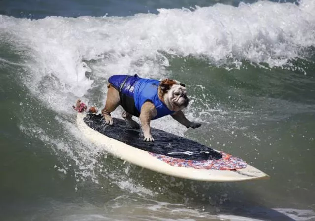 surfer dog tillman rides a wave at the surf city surf dog contest in huntington beach california in this september 28 2014 file photo photo reuters surfer dog tillman rides a wave at the surf city surf dog contest in huntington beach california in this september 28 2014 file photo photo reuters