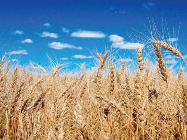 provincial food minister said pti led government has given a subsidy of rs6 billion on wheat flour for consumers photo file provincial food minister said pti led government has given a subsidy of rs6 billion on wheat flour for consumers photo file