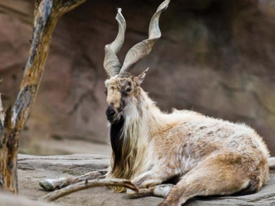 trophy hunting programme g b sets 67 500 as hunting fee for markhor trophy hunting programme g b sets 67 500 as hunting fee for markhor