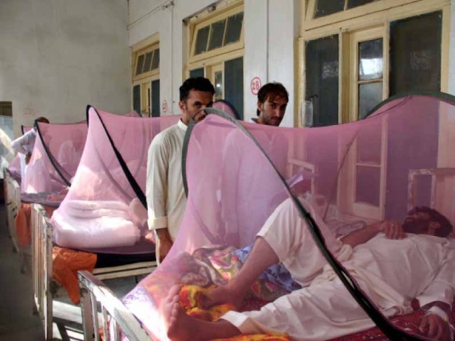 the environment secretary stressed the need to shore up the anti dengue campaign in multan and rawalpindi photo file