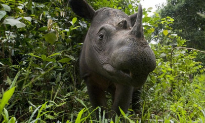 rare sumatran rhino hope arrives in indonesia to mate rare sumatran rhino hope arrives in indonesia to mate