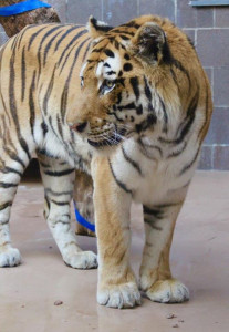 woman bitten by tiger after sneaking into zoo to pet it