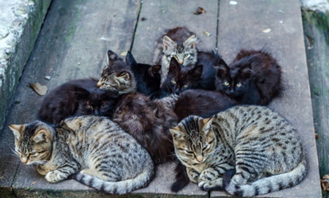 with nearly two million cats on the streets of israel the problem of street cats is serious photo care2