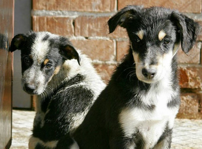 a howler israeli minister proposes deporting strays a howler israeli minister proposes deporting strays