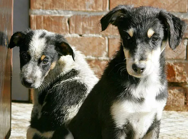 israeli cabinet minister proposed sending stray dogs and cats to another country photo focus israeli cabinet minister proposed sending stray dogs and cats to another country photo focus