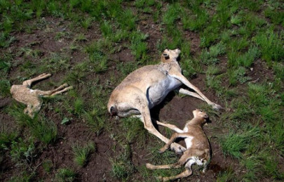 more than half of entire species of saigas gone in mysterious die off more than half of entire species of saigas gone in mysterious die off