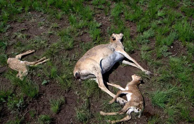 photo nytimes photo nytimes