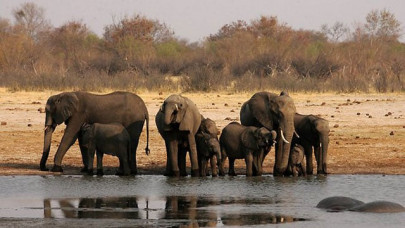 zimbabwe journalists detained over elephant poaching story