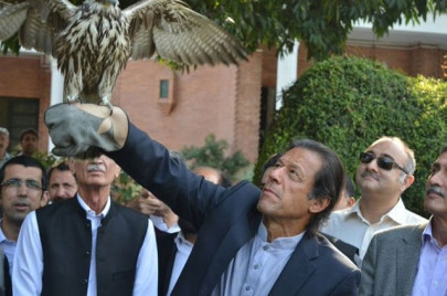 watch smuggled falcon refuses to let go of imran khan watch smuggled falcon refuses to let go of imran khan
