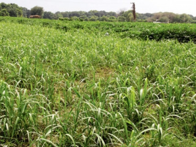 five year plan drawdown of usaid in agriculture sector worries farmers five year plan drawdown of usaid in agriculture sector worries farmers