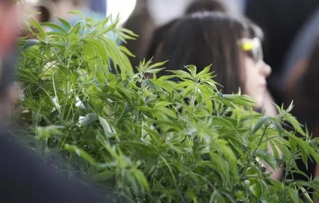 marijuana enthusiasts walk by a 5 foot plant at the 039 039 weed the people 039 039 event to celebrate the legalization of the recreational use of marijuana in portland oregon july 3 2015 photo reuters marijuana enthusiasts walk by a 5 foot plant at the 039 039 weed the people 039 039 event to celebrate the legalization of the recreational use of marijuana in portland oregon july 3 2015 photo reuters