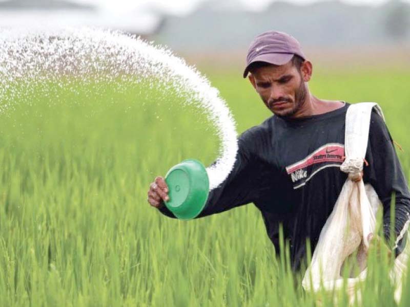 farmers are waiting for an expected decline in urea prices due to which they have delayed purchasing the fertiliser photo file