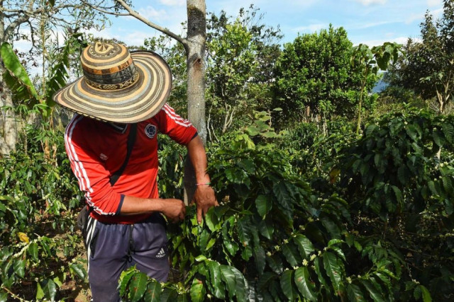 a colombian worker checks coffee beans in la tola plantation narino photo afp a colombian worker checks coffee beans in la tola plantation narino photo afp