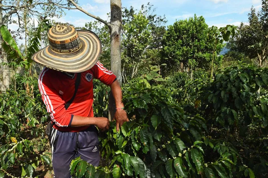 a colombian worker checks coffee beans in la tola plantation narino photo afp a colombian worker checks coffee beans in la tola plantation narino photo afp