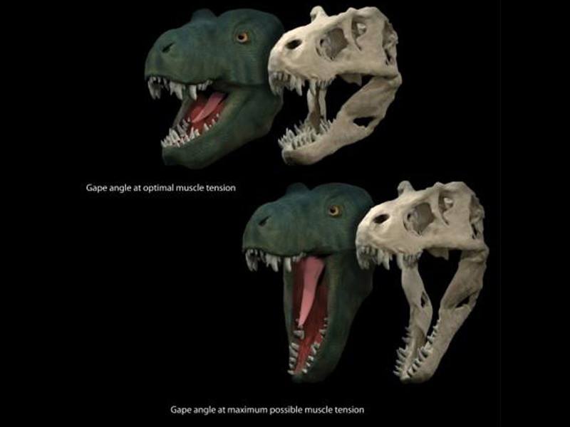 a life reconstruction and skull model of tyrannosaurus rex showing the jaw gape at optimal position to produce muscle force and the maximal possible jaw gape is seen in an undated handout illustration courtesy of paleontologist stephan lautenschlager of the university of bristol in britain photo reuters