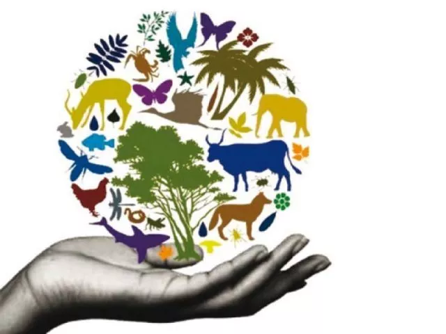 few would even know what biodiversity was and it barely gets a mention anywhere in the national school curriculum stock image few would even know what biodiversity was and it barely gets a mention anywhere in the national school curriculum stock image