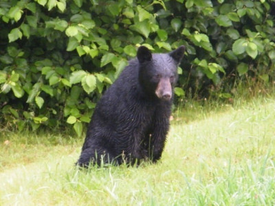 into the wild three injured in bear attack in kaghan
