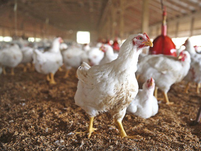 in rawalpindi live chicken was being retailed at rs140 per kg photo reuters