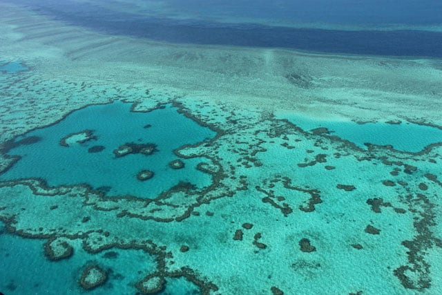 world s largest coral discovered in solomon islands world s largest coral discovered in solomon islands