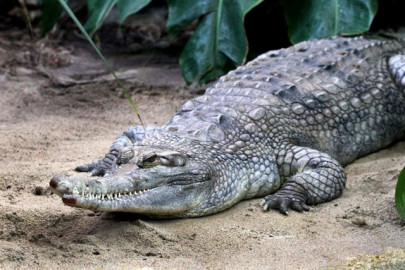 indonesia plans crocodile guarded prison island for drug convicts indonesia plans crocodile guarded prison island for drug convicts