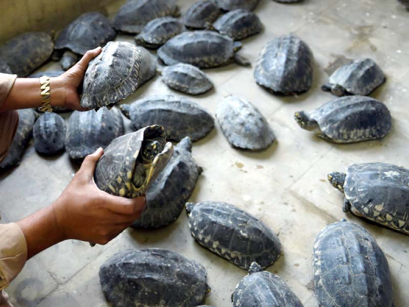 the wwf p saved 42 black spotted turtles from traffickers who abandoned them photo afp