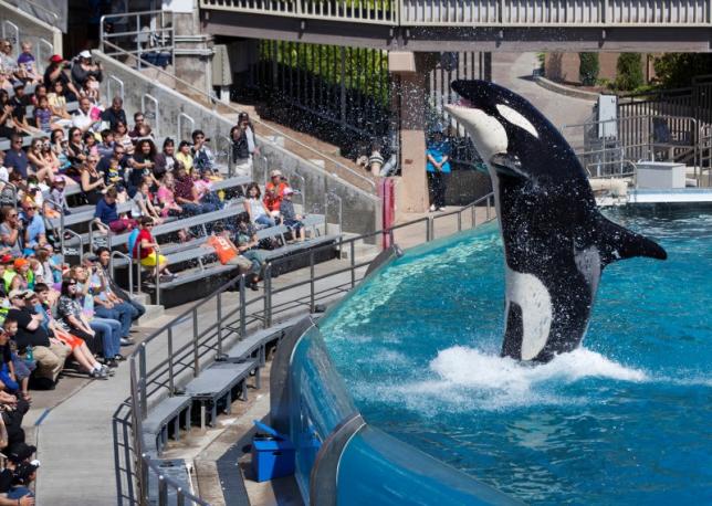 visitors are greeted by an orca killer whale as they attend a show featuring the whales during a visit to the animal theme park seaworld in san diego california march 19 2014 photo reuters