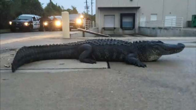 godzilla gator found outside us shopping mall