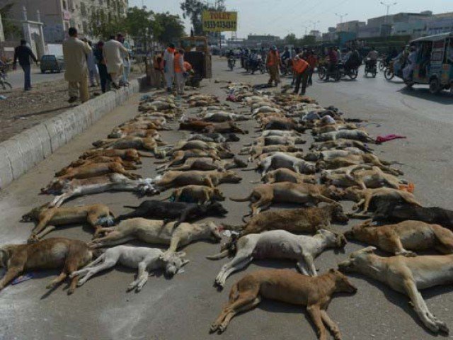 lack of awareness limited facilities are some issues faced by animal welfare organisations photo file