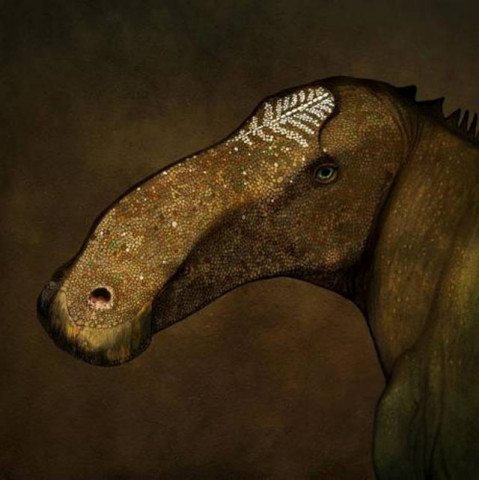 undated handout illustration courtesy of paleoartist john conway shows the probrachylophosaurus bergei dinosaur photo reuters
