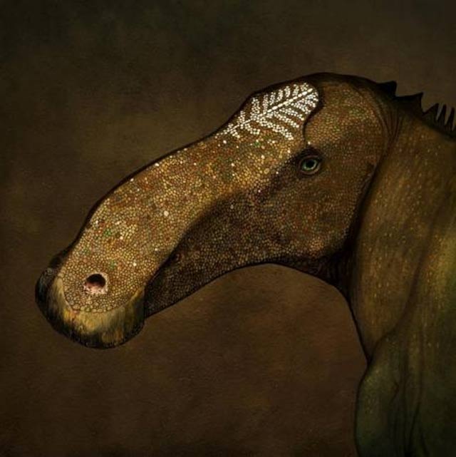 undated handout illustration courtesy of paleoartist john conway shows the probrachylophosaurus bergei dinosaur photo reuters