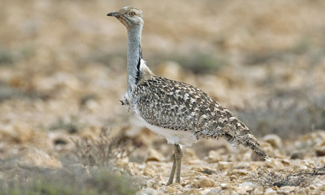 the apex has asked the federal government to come up with substantial evidences suggesting that the population the endangered bird has increased in pakistan in last two years photo afp