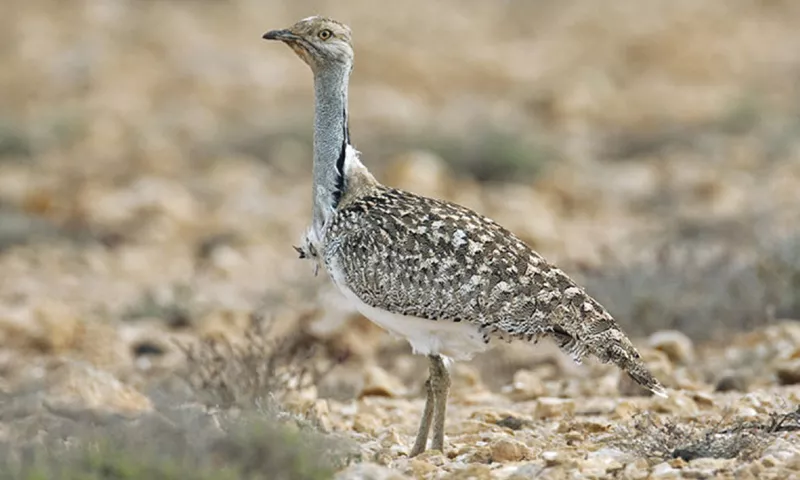 the apex has asked the federal government to come up with substantial evidences suggesting that the population the endangered bird has increased in pakistan in last two years photo afp the apex has asked the federal government to come up with substantial evidences suggesting that the population the endangered bird has increased in pakistan in last two years photo afp