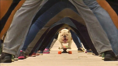 skate boarding dog runner on all fours mark world records day