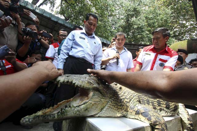 the head of the indonesia 039 s national narcotics board budi waseso l looks at a crocodile during a visit to a crocodile farm in medan north sumatra on november 11 2015 in this photo taken by antara foto photo reuters