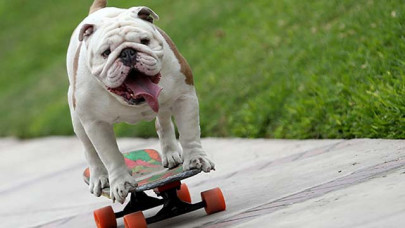 watch skateboarding bulldog breaks guinness world record
