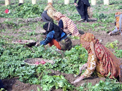 insaf food security farmers unclear on seed distribution mechanism insaf food security farmers unclear on seed distribution mechanism