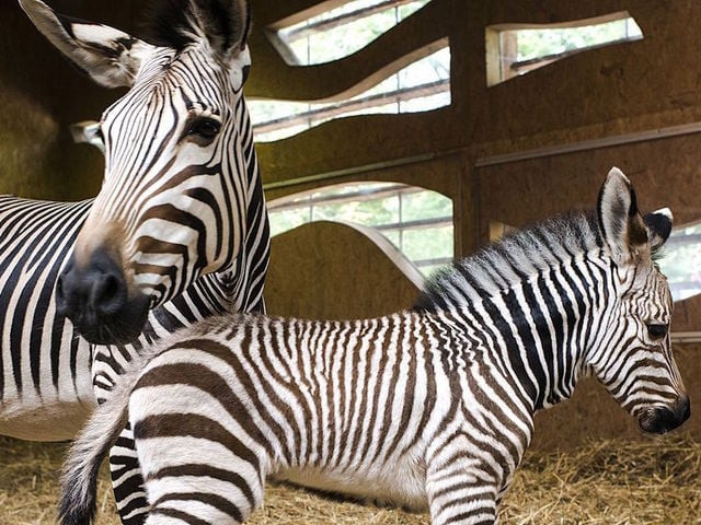 the zebras went on the loose from the universoul circus photo heraldvoice the zebras went on the loose from the universoul circus photo heraldvoice