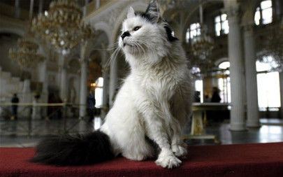 the nine lives of russia s hermitage cats the nine lives of russia s hermitage cats