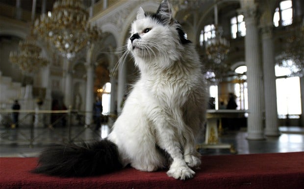 quot occasionally to the delight of visitors a cat will stray beyond its remit and escape into the galleries quot photo alamy