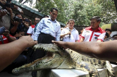 escape claws tigers piranhas may join indonesia crocodile prison guard