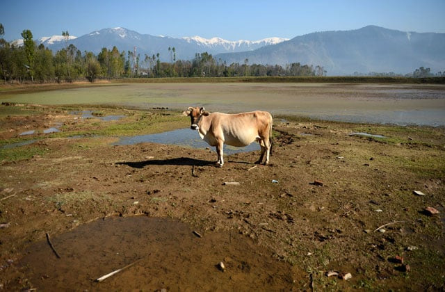 in this photograph taken october 29 2015 a cow stands in a partially dried up pond in the village of lolab in the foothills of the northern kashmir himalayas photo afp in this photograph taken october 29 2015 a cow stands in a partially dried up pond in the village of lolab in the foothills of the northern kashmir himalayas photo afp