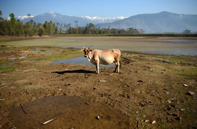 in this photograph taken october 29 2015 a cow stands in a partially dried up pond in the village of lolab in the foothills of the northern kashmir himalayas photo afp