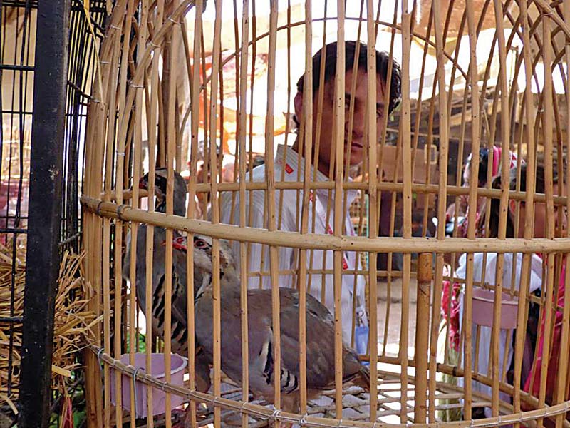 birds and animals are kept in hundreds of small wired cages strung along walls in shops at the empress market there is no air conditioning to regulate the temperature and often not even open windows for some ventilation photo courtesy howard wolinsky