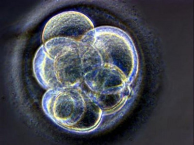 us woman loses battle to keep frozen embryos