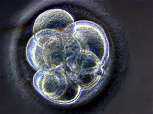 lee 46 unsuccessfully argued that the embryos were her last chance at having biological children photo reuters lee 46 unsuccessfully argued that the embryos were her last chance at having biological children photo reuters
