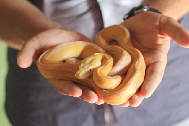 hassan hussain and his brother hamza hussain imported 100 pythons this year the duo had imported 16 pythons from united states last year photos aysha saleem express hassan hussain and his brother hamza hussain imported 100 pythons this year the duo had imported 16 pythons from united states last year photos aysha saleem express