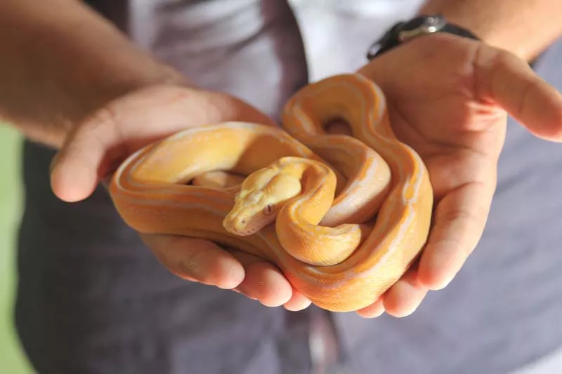 hassan hussain and his brother hamza hussain imported 100 pythons this year the duo had imported 16 pythons from united states last year photos aysha saleem express hassan hussain and his brother hamza hussain imported 100 pythons this year the duo had imported 16 pythons from united states last year photos aysha saleem express