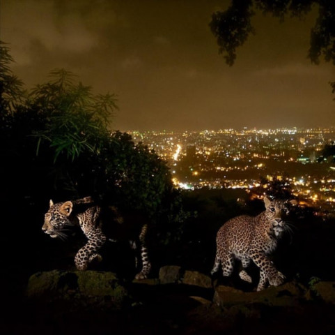 two leopard cubs seen on mumbai 039 s hilltop with the background of the citysc ape photo national geographic instagram two leopard cubs seen on mumbai 039 s hilltop with the background of the citysc ape photo national geographic instagram