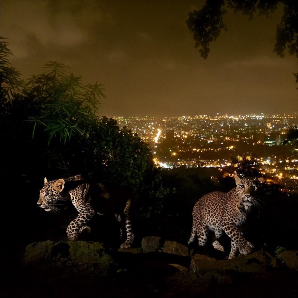 two leopard cubs seen on mumbai 039 s hilltop with the background of the citysc ape photo national geographic instagram